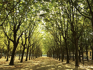 Image showing Sunlit alley with trees in Bordeaux, France