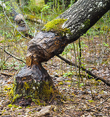 Image showing Closeup of a birch tree fallen after being eaten by beaver