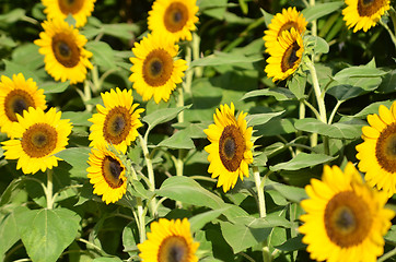 Image showing Yellow Sunflower field