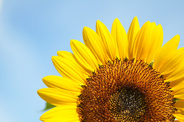 Image showing Yellow big sunflower and blue sky