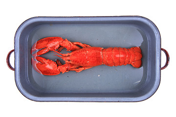 Image showing orange lobster isolated