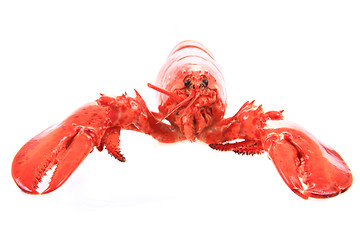 Image showing orange lobster isolated