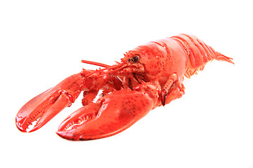 Image showing orange lobster isolated