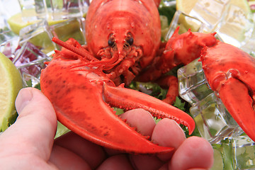 Image showing orange lobster isolated