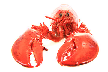 Image showing orange lobster isolated