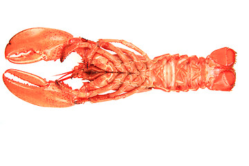 Image showing orange lobster isolated