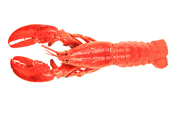 Image showing orange lobster isolated