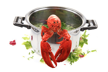 Image showing orange lobster isolated