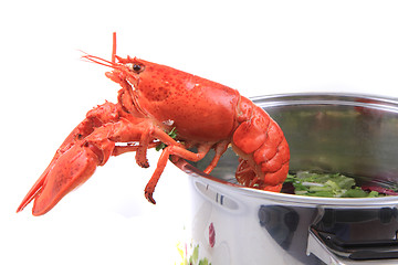 Image showing orange lobster isolated