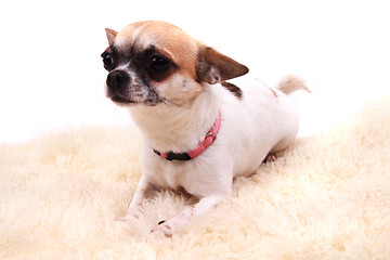 Image showing chihuahua is resting