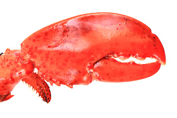 Image showing orange lobster isolated