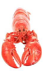 Image showing orange lobster isolated