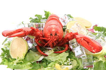 Image showing orange lobster isolated