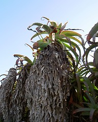 Image showing cactus