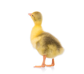 Image showing Cute little gosling
