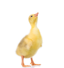 Image showing Cute little gosling