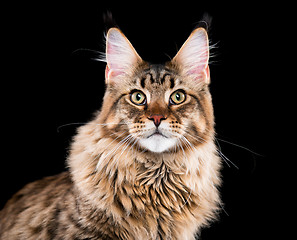 Image showing Portrait of Maine Coon cat