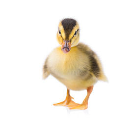 Image showing Cute newborn duckling