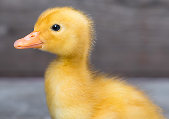 Image showing Cute newborn duckling