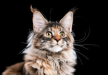 Image showing Portrait of Maine Coon cat