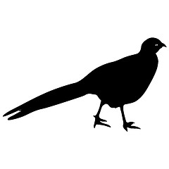 Image showing Silhouette bird pheasant on a white background