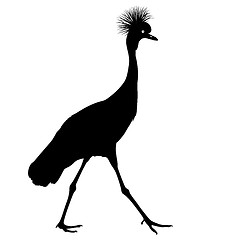 Image showing Silhouette bird crane on a white background