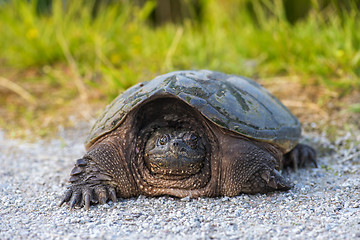 Image showing common snapping Turtle