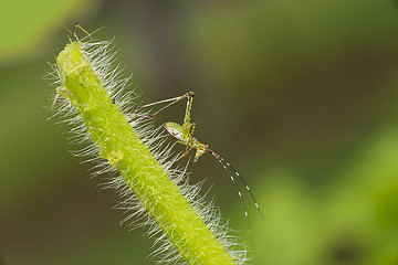 Image showing scudderia