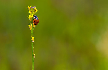 Image showing Ladybug