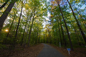 Image showing Trees