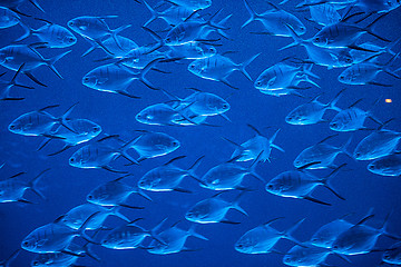 Image showing Fishes in aquarium