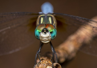 Image showing Dragon Fly