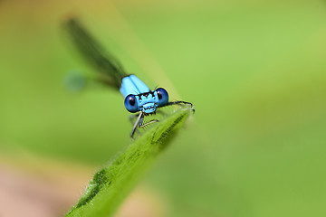 Image showing Damselfly