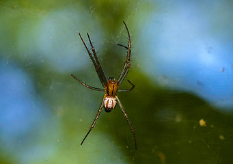 Image showing Spider