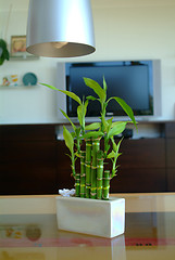 Image showing lucky bamboo