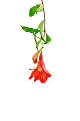 Image showing Pomegranate flower red on branch