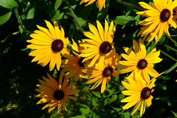 Image showing little sunflowers