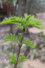 Image showing  young fresh foliage mountain ash