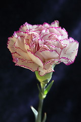 Image showing  Single purple Terry carnation flower