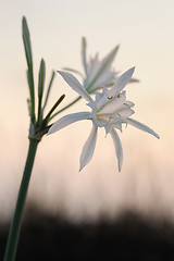 Image showing Large white flower Pancratium maritimum