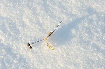 Image showing Texture of the snow