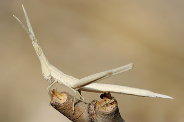 Image showing Acrida on a branch