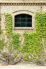 Image showing Grape leaves on the walls