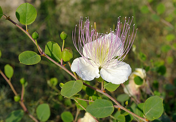 Image showing Flower and buds capers