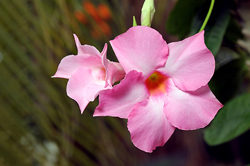 Image showing Large pink flower Dipladeniya