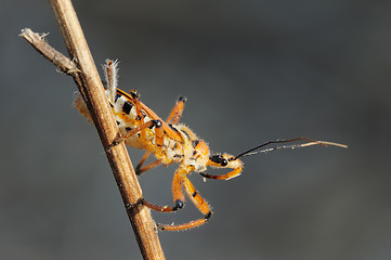 Image showing bug on a branch