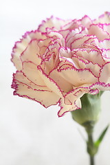 Image showing  flower White Terry carnation on white