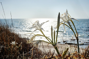 Image showing Large white flower Pancratium maritimum