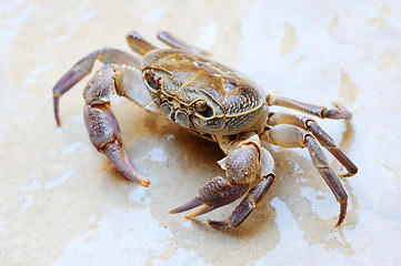 Image showing Freshwater land crab