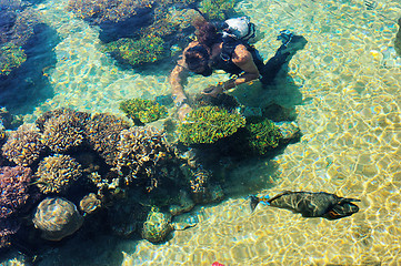 Image showing Fish and corals of the Red Sea